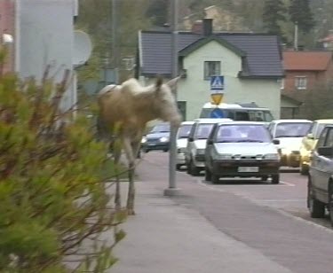 Moose and people. Moose walking through town or village. Parked cars, houses and blocks of apartments