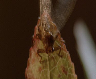 Fly adult emerging from pupa, Fly cleans its wings and waits for body to harden. Parasitic moose fly
