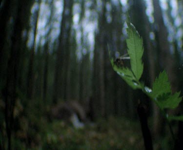 Refocus from Moose fly parasite on the green leaf to the moose lying on the grass in the forest.