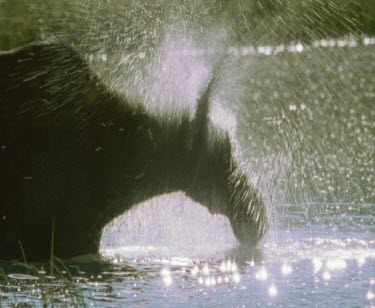 Moose wading, bathing in lake or river water. Shaking water from its fur. Sun glistening on sparkling water surface of lake.