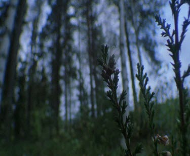 Low angle point of view shot (POV of conifer leaves) of man walking through the forest.