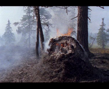 Smoking burning forest fire. Burning mound of termite mound or ant's nest.