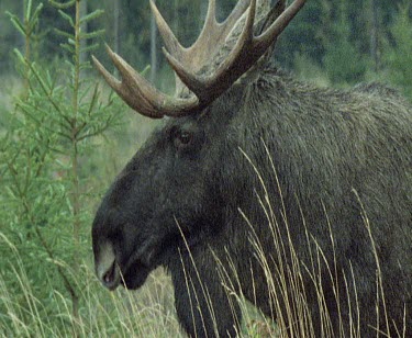 Moose bull male with large antlers looking to camera