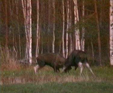Moose rutting. Two male bull moose fighting, headlocked antlers; rutting; rutt.