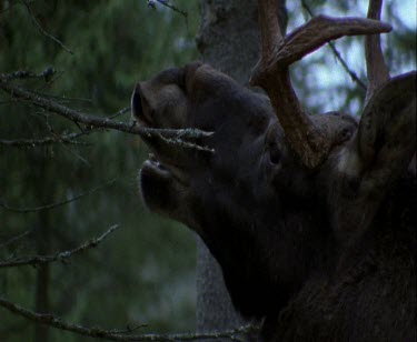 Moose bull male with large antlers looking to camera
