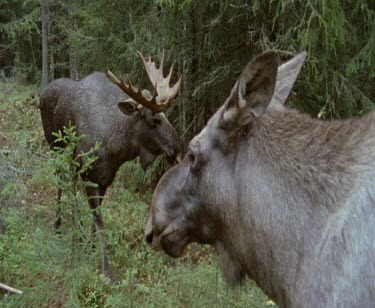 Two male bull moose with antlers