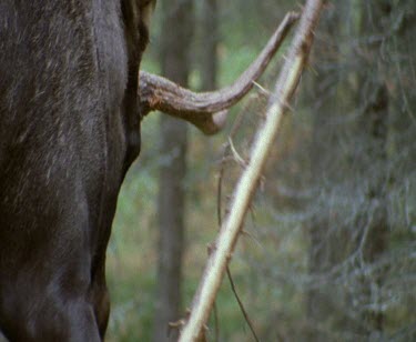 Male bull moose rubbing antlers on a tree. Could be rubbing to lose antlers in autumn after courtship season. They rub their antlers against trees and rocks to strip off the dead skin, then rub the an...
