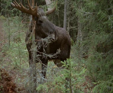 Male bull moose rubbing antlers on a tree. Could be rubbing to lose antlers in autumn after courtship season. They rub their antlers against trees and rocks to strip off the dead skin, then rub the an...