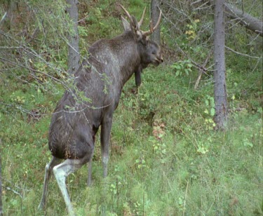 Moose urinates. Scent marking. Marking territory.