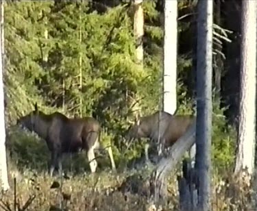 Moose courtship and mating. Male mounting female.
