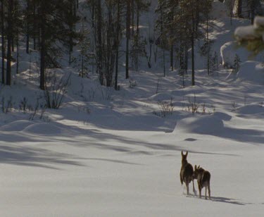 Moose mother and calf walk through snow.