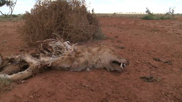 Dingo carcass lying in the desert
