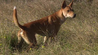 Dingo running in a field