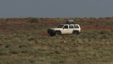 Dingo running near a vehicle with four-wheel drive