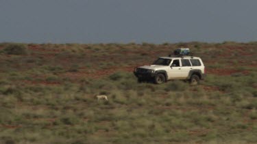 Dingo running near a vehicle with four-wheel drive