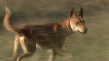 Dingo running through a field