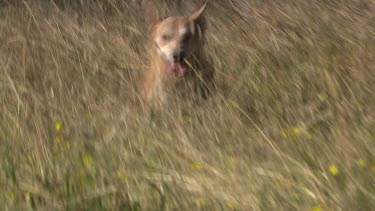 Dingo running through a field