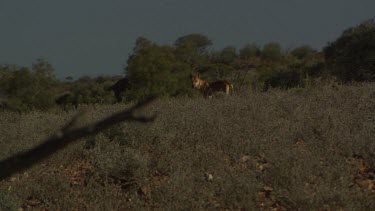 Pair of Dingoes in a field