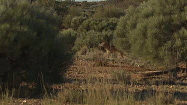 Dingo walking through a dry landscape