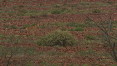 Dingo standing in a field