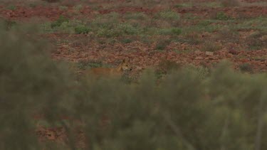 Dingo hidden behind a bush