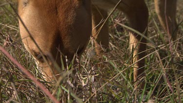Close up of Dingo sniffing a dead rabbit