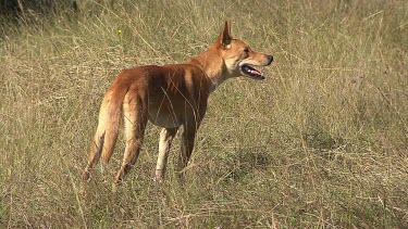 Dingo standing in a field