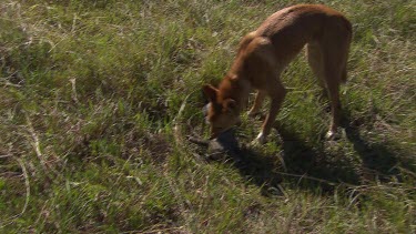 Dingo carrying a dead rabbit