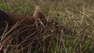 Close up of Dingo eating a rabbit