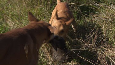 Close up of a pair of Dingoes ripping a rabbit