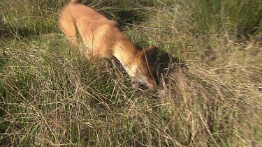 Dingo picking up a dead rabbit