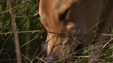 Close up of a Dingo eating a rabbit