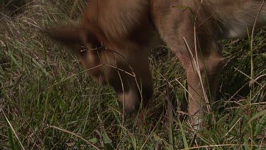 Close up of a Dingo eating a rabbit in the grass