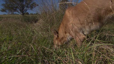 Close up of a Dingo eating a rabbit in the grass
