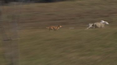 Dingo attacking a Sheep