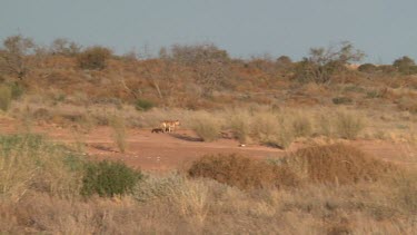 Dingo trotting across a dry landscape