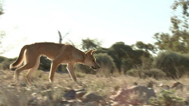 Dingo standing and howling