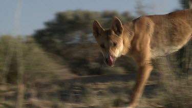 Dingo walking through grass