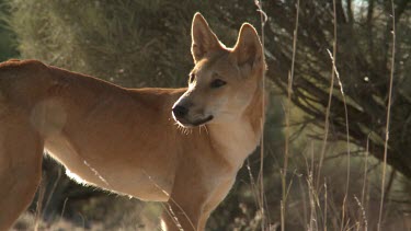 Close up of a Dingo howling