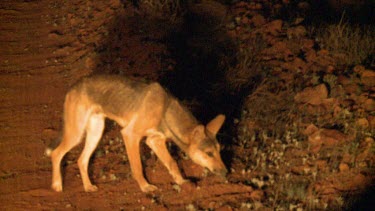 Dingo trotting in the dirt at night