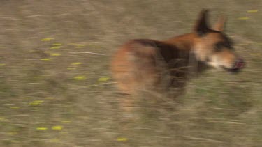 Dingo standing in the grass