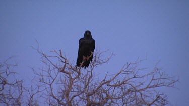 Raven perched in a treetop