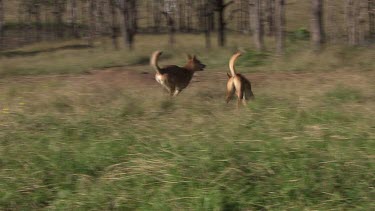 Pair of Dingoes chasing each other in a field