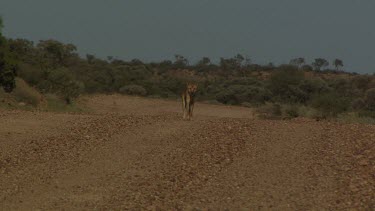 Dingo walking across a dry landscape