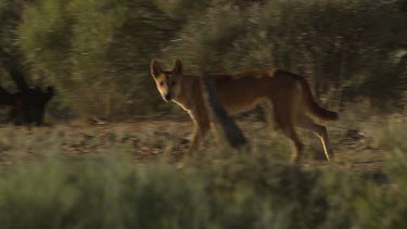 Dingo walking across a dry landscape