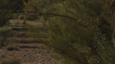 Dingo walking through a dry landscape