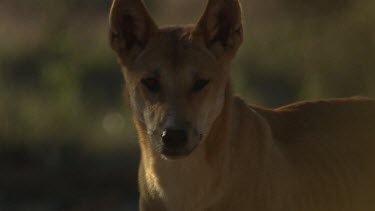 Close up of a Dingo face