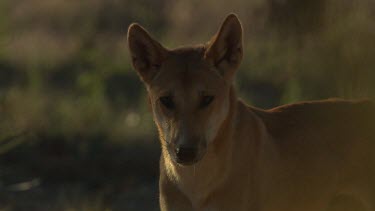 Close up of a Dingo howling