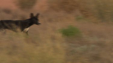 Black Dingo walking through dry grass
