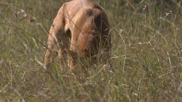 Dingo sniffing in the long grass